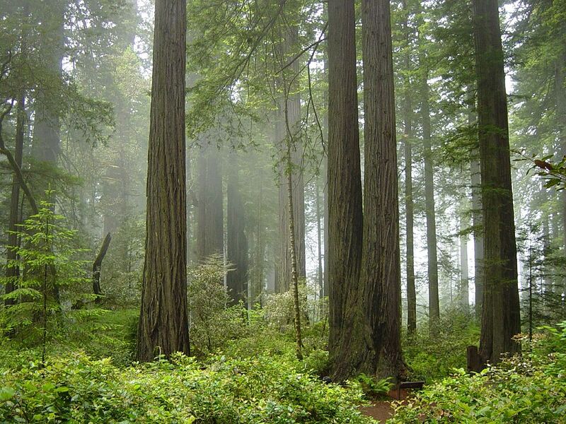 Redwood_National_Park