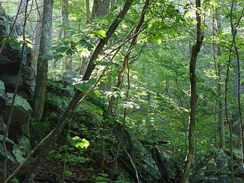 Green Ridge State Forest