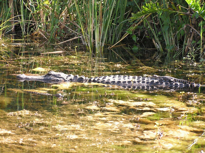 Big Cypress National Preserve, FL