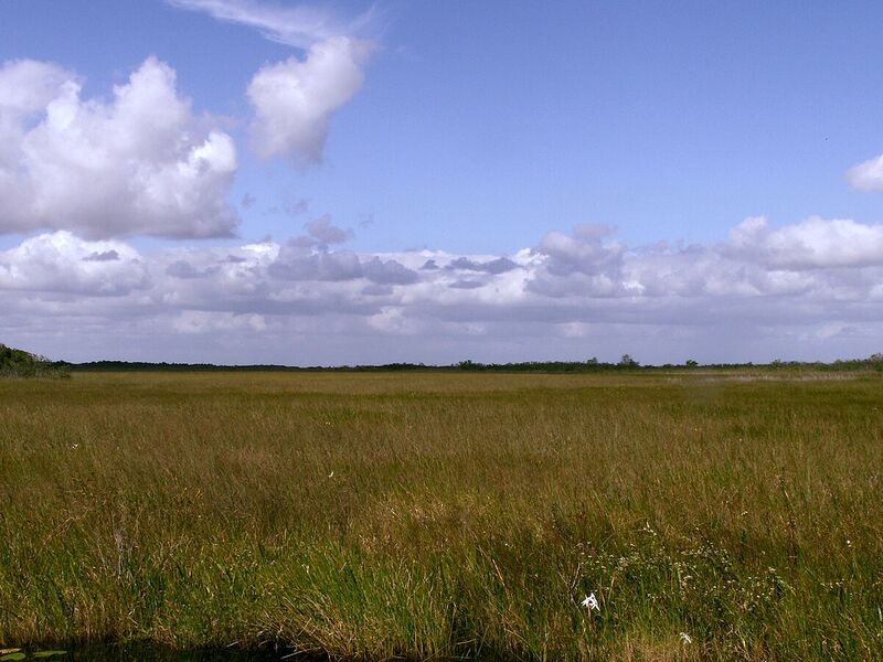 Everglades_Sawgrass