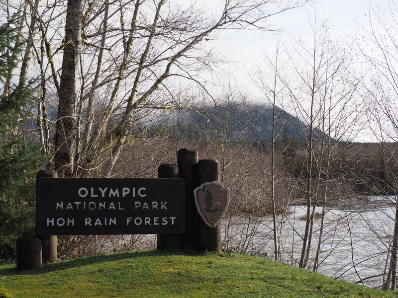 Hoh Rain Forest