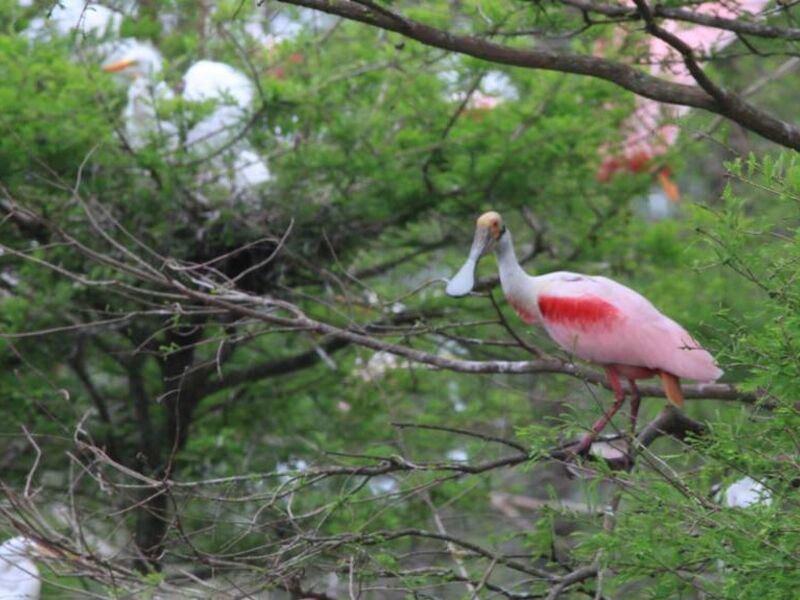 Birding in Louisiana_Credit to Creole Nature Trail