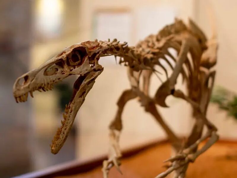Dinosaur_Courtesy of Dinosaur Journey Museum of Fruita, CO