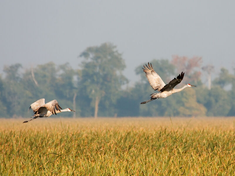 Sandhill Cranes_In Flight_Photo Credit to Dori and Visit Mississippi.