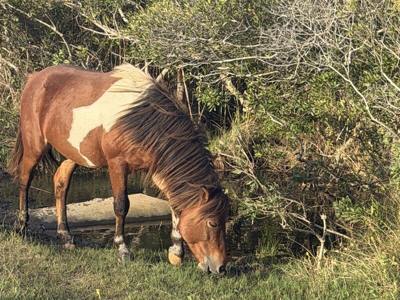feral horses