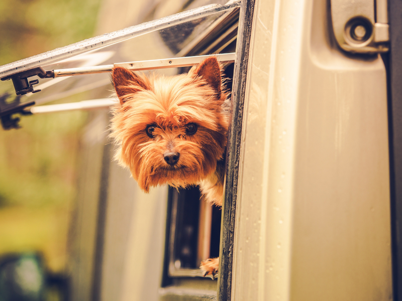 Dog in RV_h