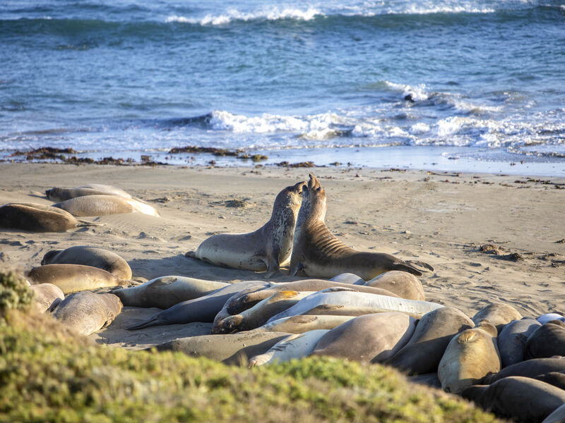 Seals on Central Coast_Credit to Swalls and Visit California