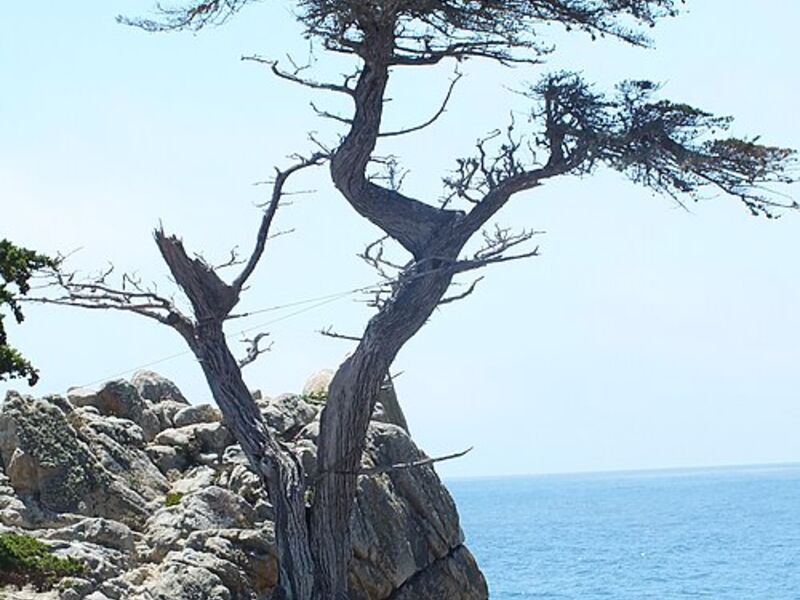 The_Lone_Cypress