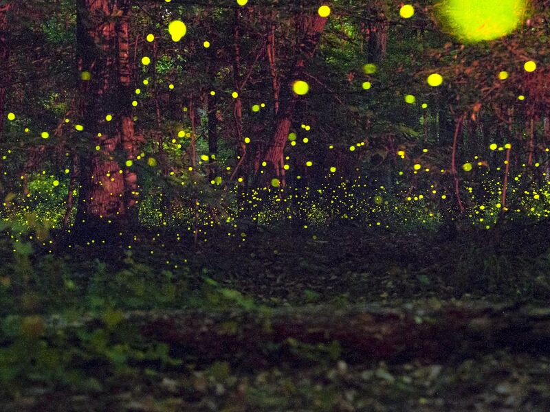 Synchronized Fireflies at Congaree National Park