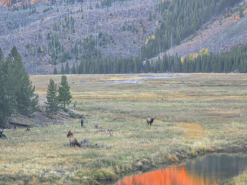 Wildlife