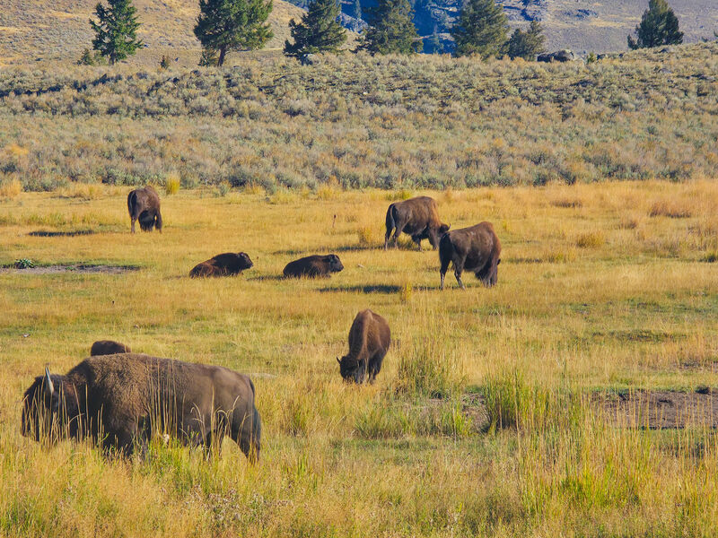 Bison