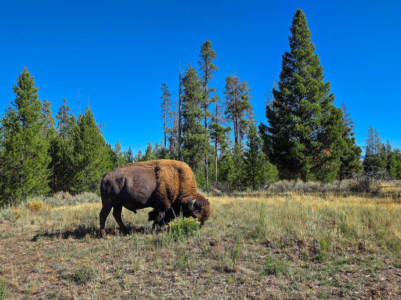 Bison