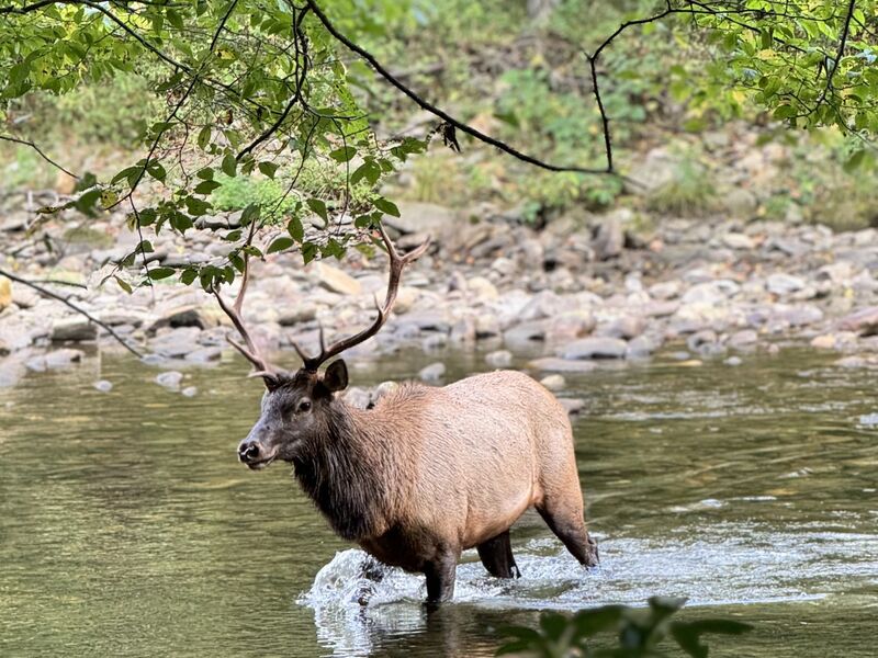 Elk