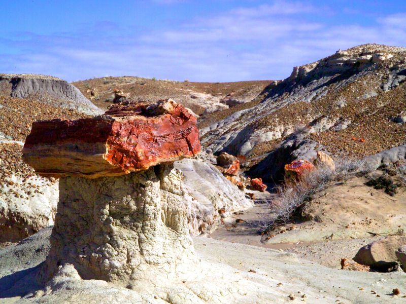 Petrified Forest National Park