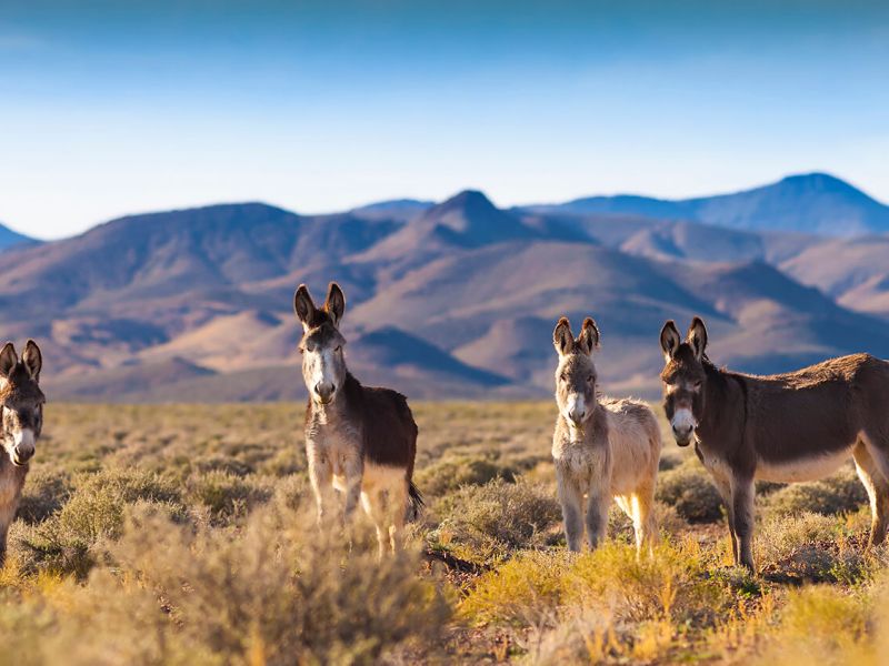 Burros