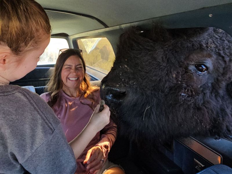Buffalo