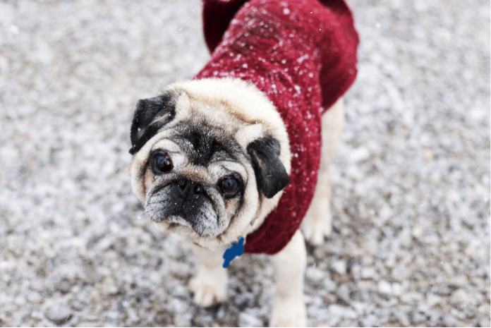 10 Tips For RVing With Pets
