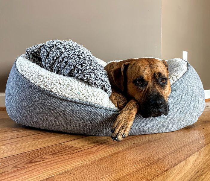 Top 10 Tips For New RV Owners Traveling With A Pet
