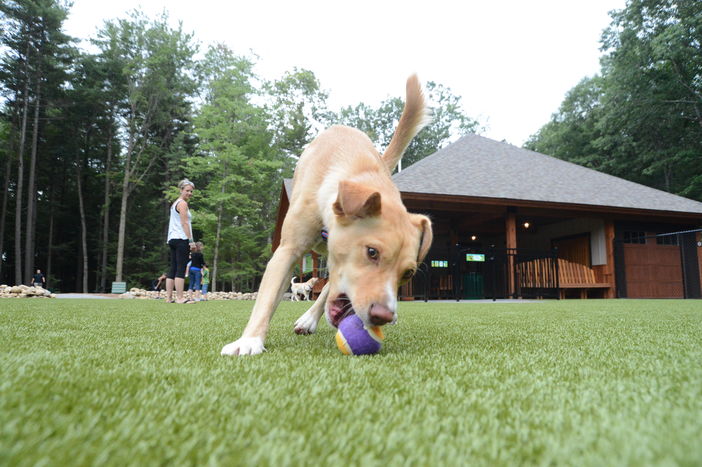 Eight Campgrounds with Awesome Puppy Parks